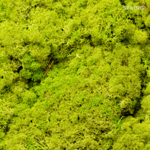 Скандинавски мъх