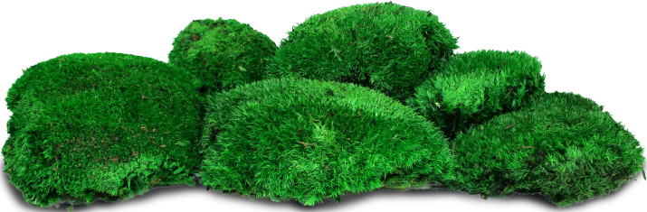 Декоративен топчест мъх