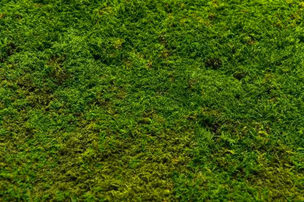 Плосък мъх за декорация