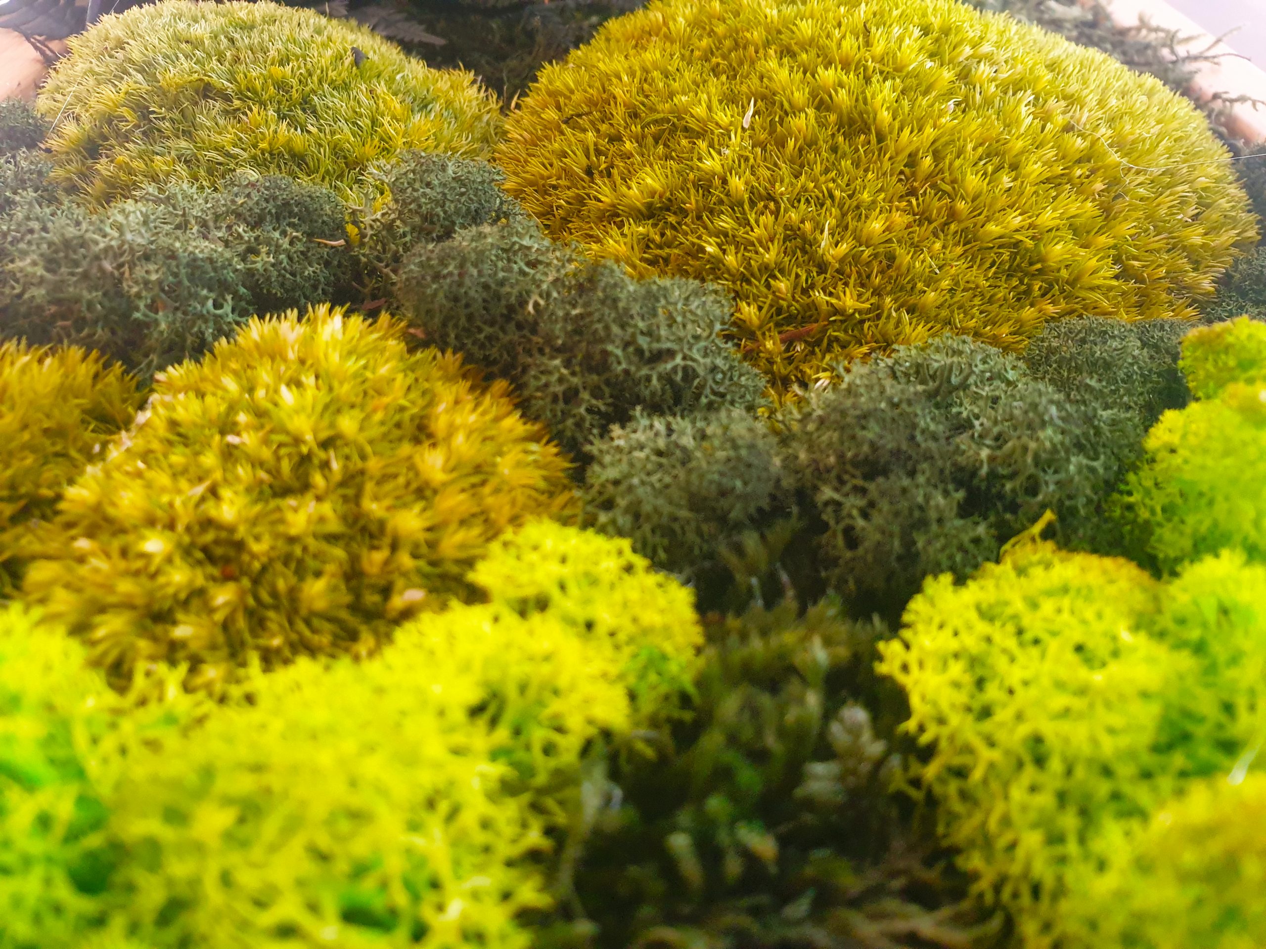 Комбинация от декоративен мъх и консервирани цветя за декорация