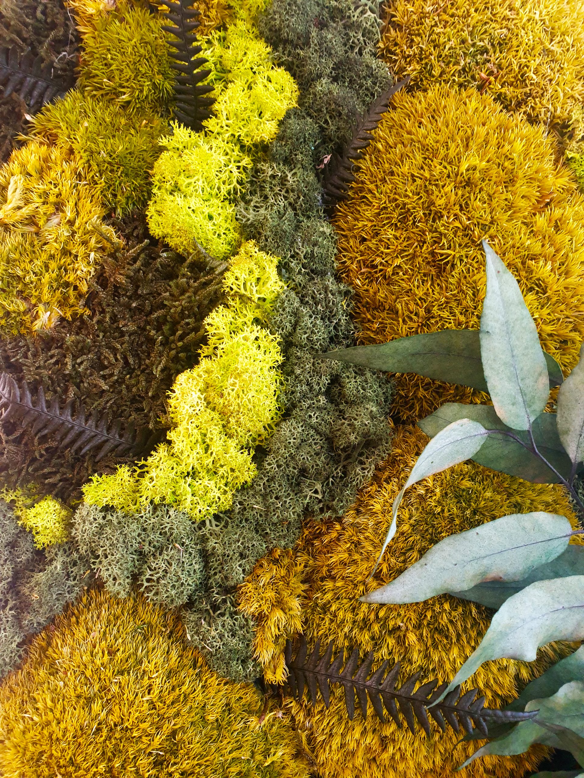 Консервирани растения за декорация