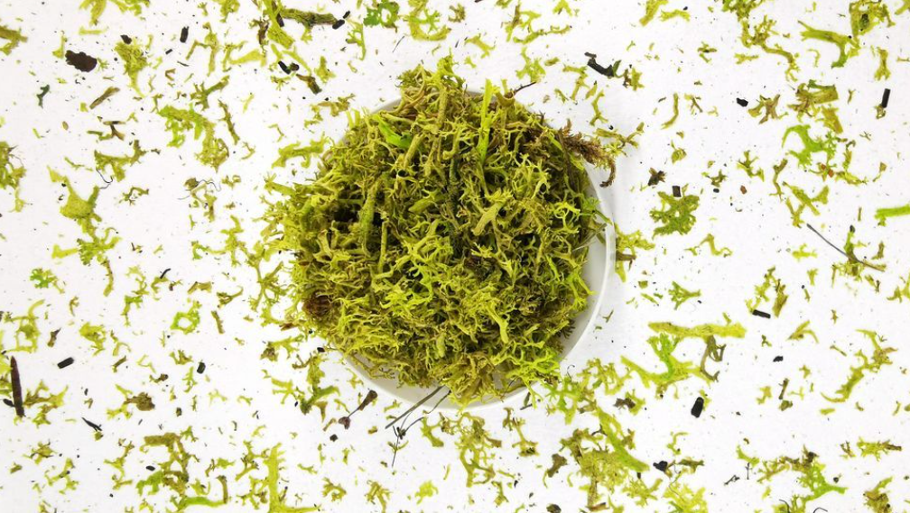 Декоративни тапети с мъх