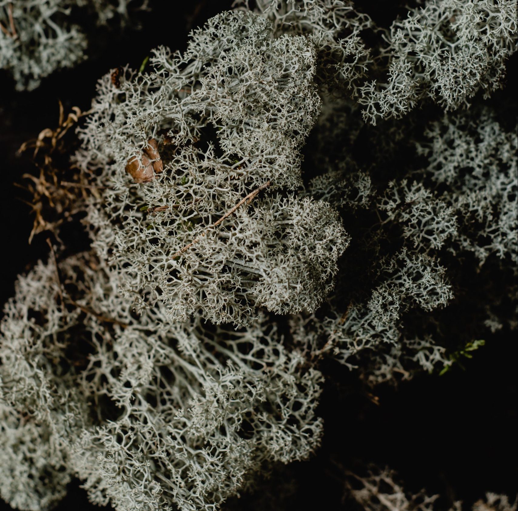 Скандинавски (еленски) мъх за декорация в интериора