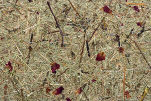 WILDSPITZE ROSE GARDEN