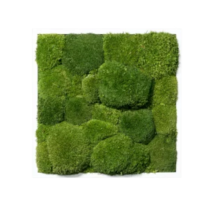 Топчест мъх